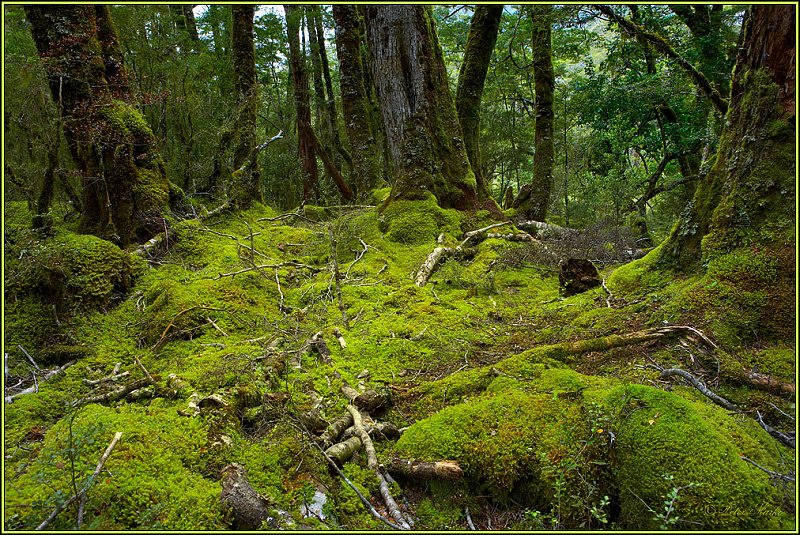 WV8X2715.jpg - Milford Track, Day 2, Fiordland National Park, New Zealand