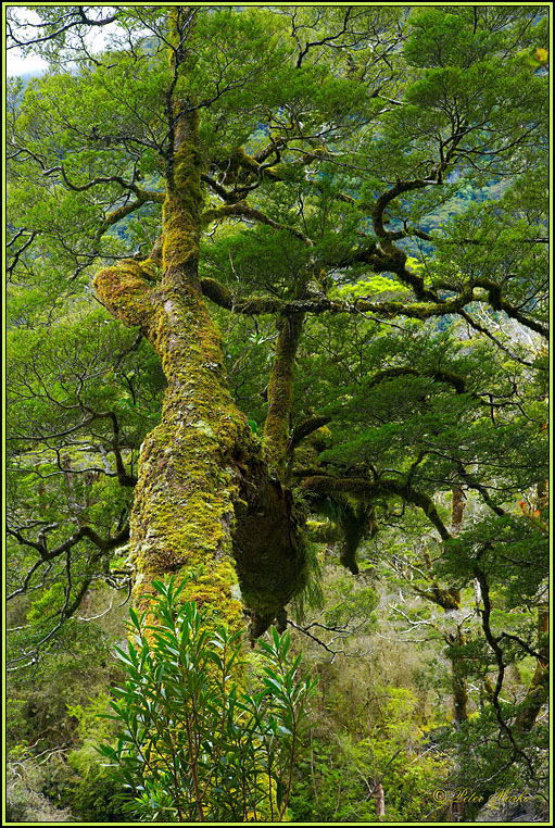 WV8X2724.jpg - Milford Track, Day 2, Fiordland National Park, New Zealand