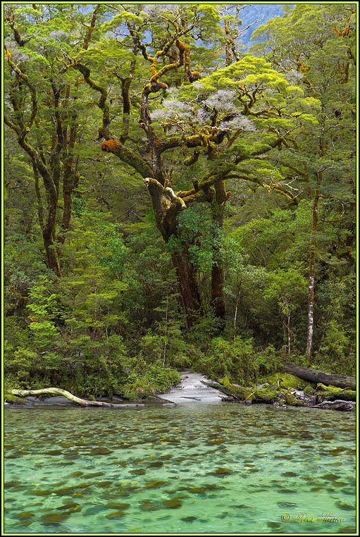 WV8X2725.jpg - Clinton River, Milford Track, Day 2, Fiordland National Park, New Zealand