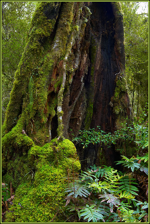 WV8X2727.jpg - Milford Track, Day 2, Fiordland National Park, New Zealand