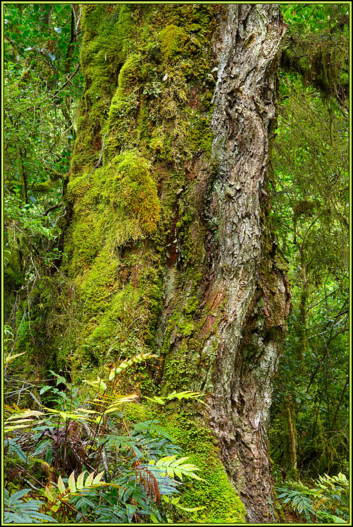 WV8X2732.jpg - Milford Track, Day 2, Fiordland National Park, New Zealand