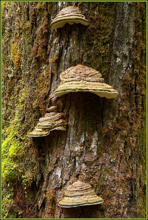 WV8X2739.jpg - Milford Track, Day 2, Fiordland National Park, New Zealand