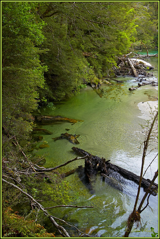 WV8X2749.jpg - Clinton River, Milford Track, Day 2, Fiordland National Park, New Zealand