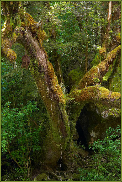 WV8X2769.jpg - Milford Track, Day 2, Fiordland National Park, New Zealand