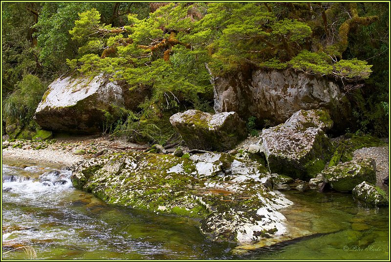 WV8X2772.jpg - Milford Track, Day 2, Fiordland National Park, New Zealand