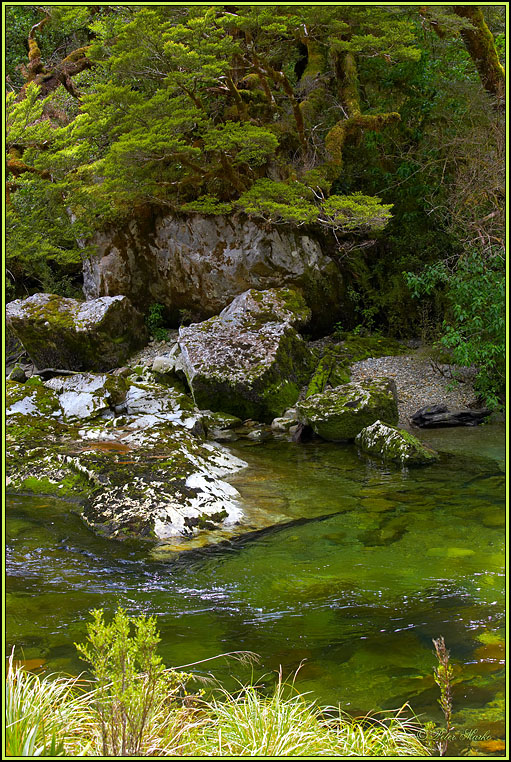 WV8X2773.jpg - Milford Track, Day 2, Fiordland National Park, New Zealand