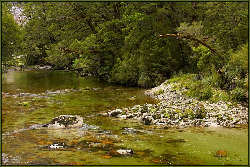 WV8X2781.jpg - Clinton River, Milford Track, Day 2, Fiordland National Park, New Zealand