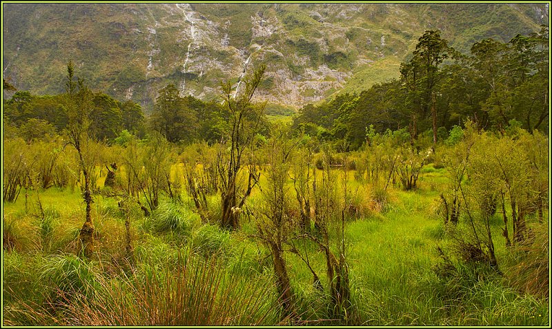 WV8X2790.jpg - Milford Track, Day 2, Fiordland National Park, New Zealand