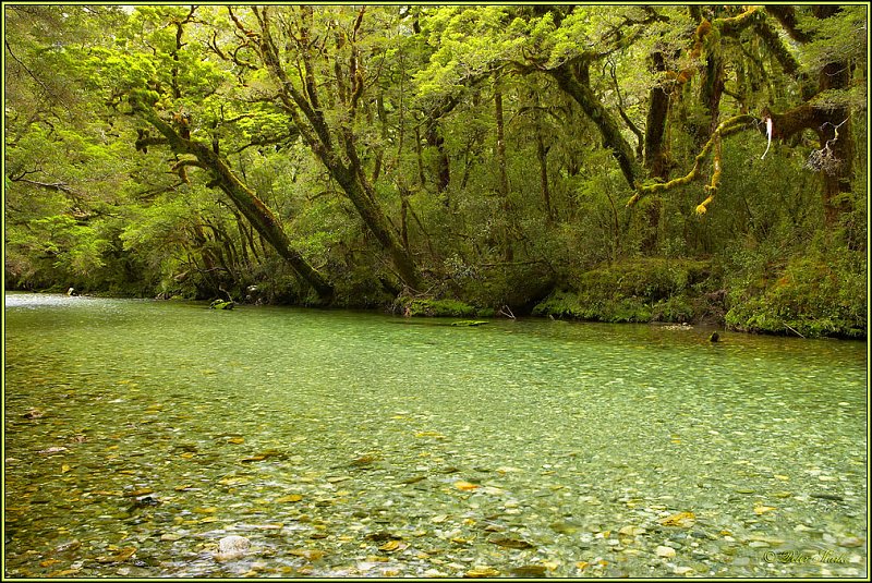 WV8X2816.jpg - Clinton River, Milford Track, Day 2, Fiordland National Park, New Zealand