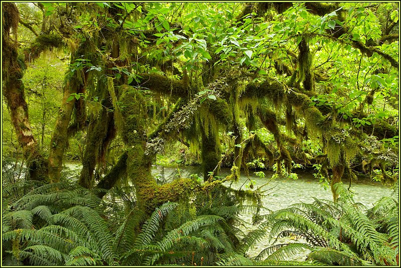 WV8X2824.jpg - Clinton River, Milford Track, Day 2, Fiordland National Park, New Zealand