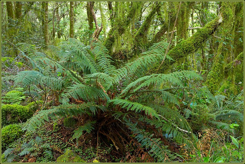 WV8X2861.jpg - Milford Track, Day 2, Fiordland National Park, New Zealand