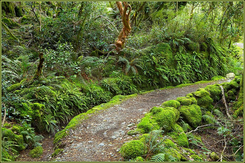 WV8X2864.jpg - Milford Track, Day 2, Fiordland National Park, New Zealand