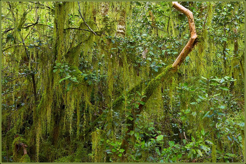 WV8X2873.jpg - Milford Track, Day 2, Fiordland National Park, New Zealand