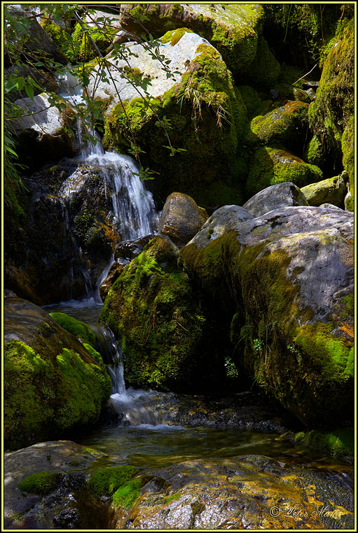 WV8X3050.jpg - Day 3 of Milford Track, Fiorland National Park, South Island, New Zealand