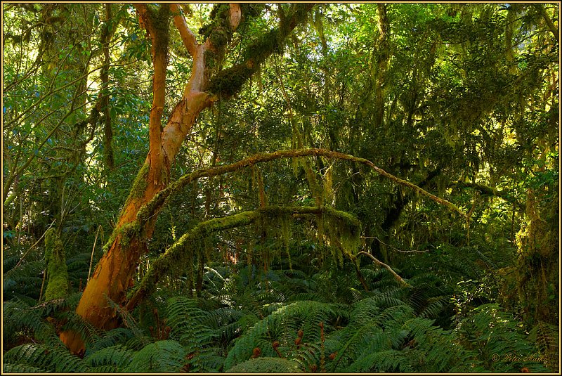 WV8X3127.jpg - Rainforest, Day 3 of Milford Track, Fiorland National Park, New Zealand