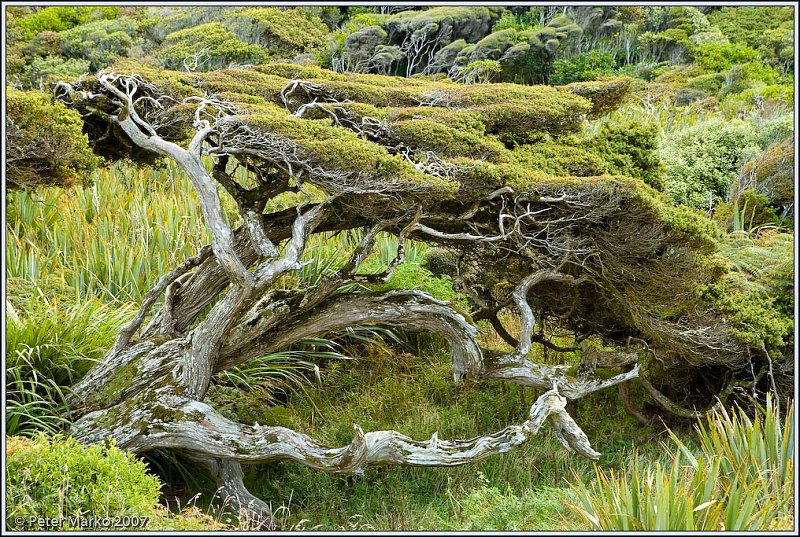 WV8X0016.jpg - Beach vegetation, Catlins, South island