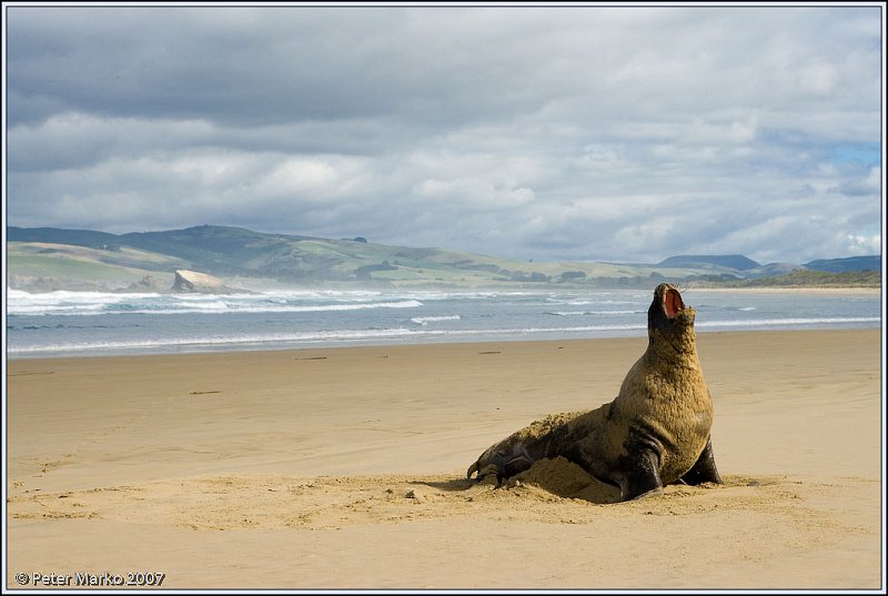 WV8X9914.jpg - Sea Lion, Catlins, South Island, New Zealand