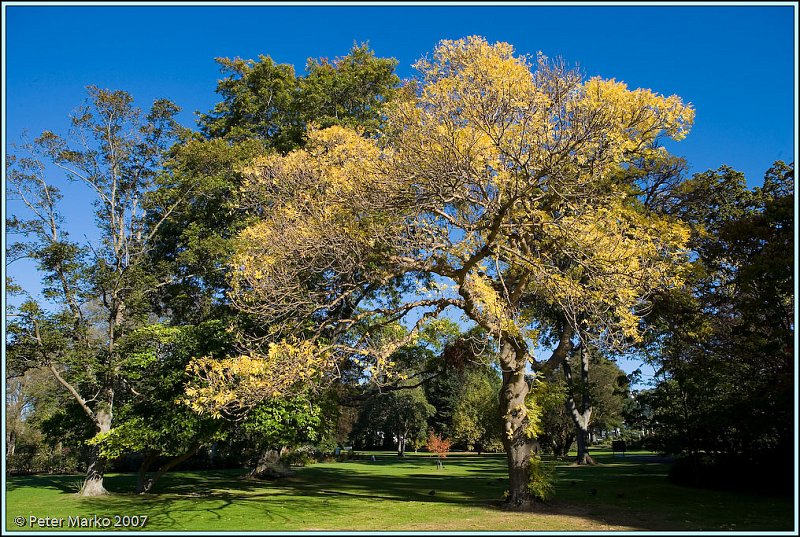 WV8X0718.jpg - Botanical Garden, Dunedin, South Island