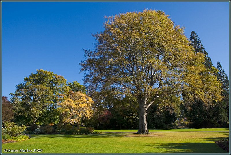 WV8X0725.jpg - Botanical Garden, Dunedin, South Island