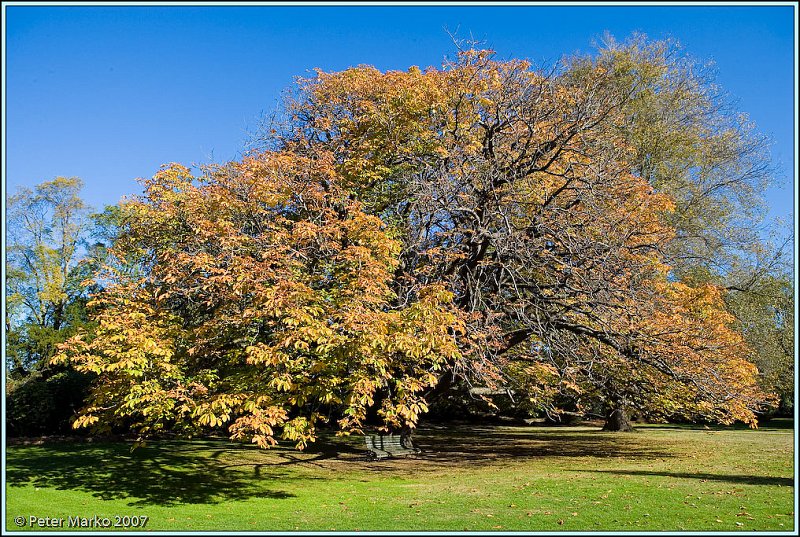 WV8X0742.jpg - Botanical Garden, Dunedin, South Island