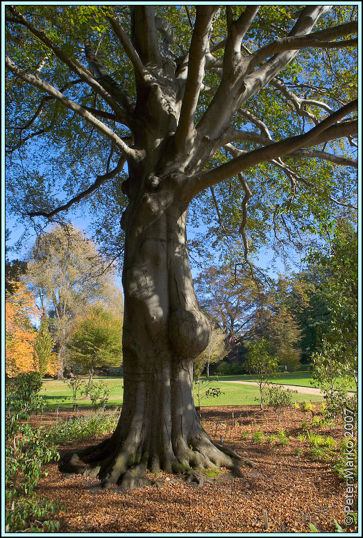 WV8X0747.jpg - Botanical Garden, Dunedin, South Island