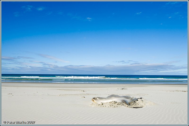 WV8X0278.jpg - Seal on Victory Beach, Okia Reserve, Otago Peninsula, New Zealand