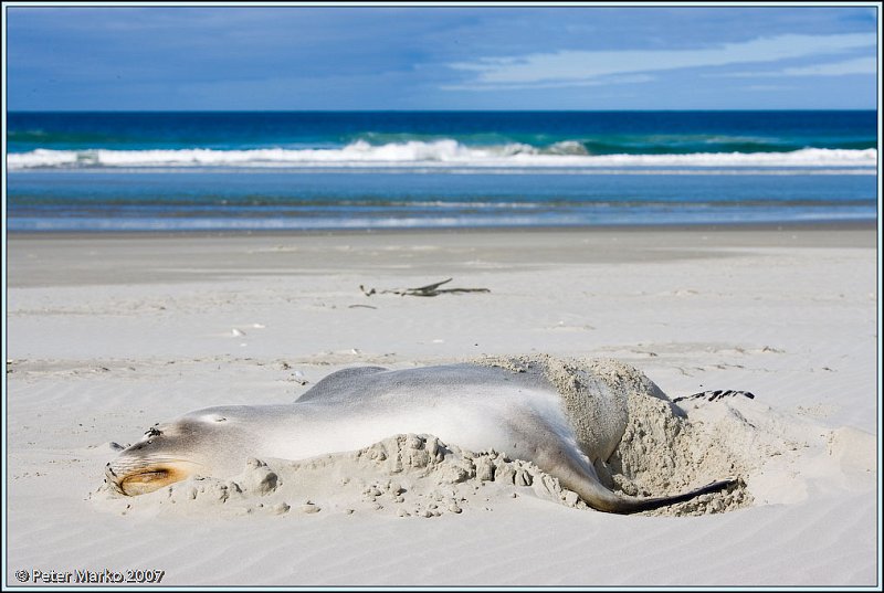 WV8X0285.jpg - Seal on Victory Beach, Okia Reserve, Otago Peninsula, New Zealand