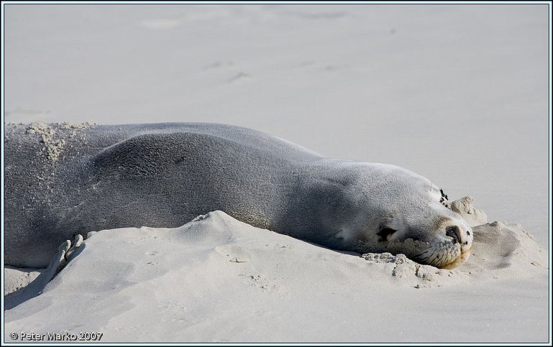 WV8X0289.jpg - Seal on Victory Beach, Okia Reserve, Otago Peninsula, New Zealand