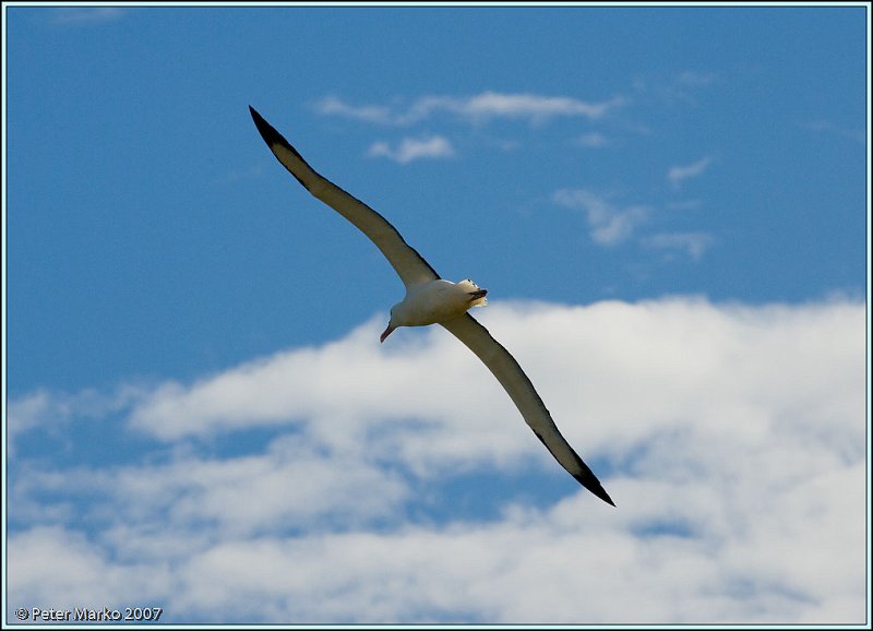 WV8X0527.jpg - Royal albatros, Otago Peninsula, New Zealand