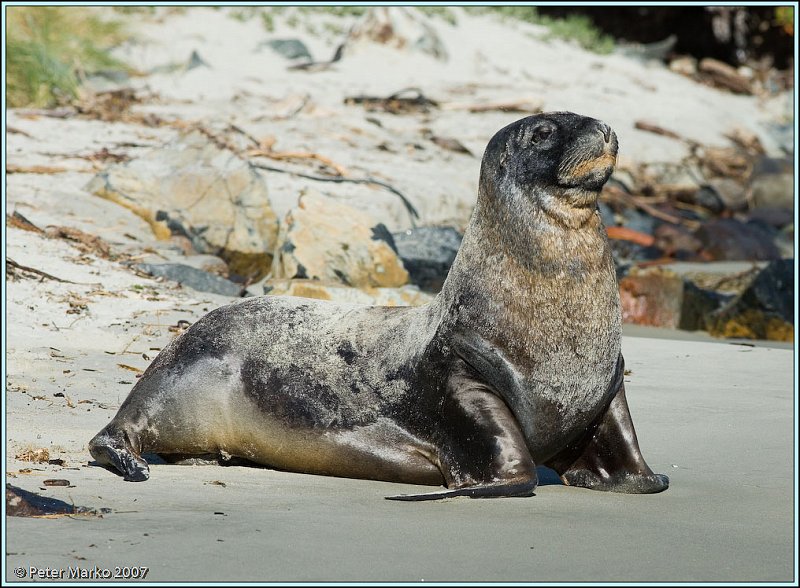 WV8X0548.jpg - Sea lion (Hunter's lion), Otago peninsula, New Zealand