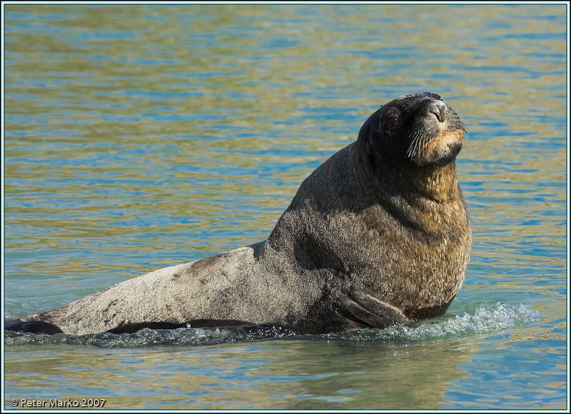 WV8X0561.jpg - Sea lion (Hunter's lion), Otago peninsula, New Zealand