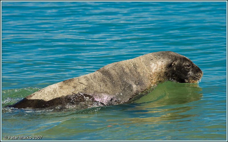 WV8X0571.jpg - Sea lion (Hunter's lion), Otago peninsula, New Zealand