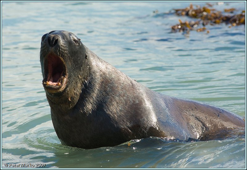 WV8X0589.jpg - Sea lion (Hunter's lion), Otago peninsula, New Zealand