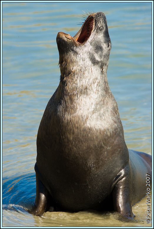 WV8X0597.jpg - Sea lion (Hunter's lion), Otago peninsula, New Zealand