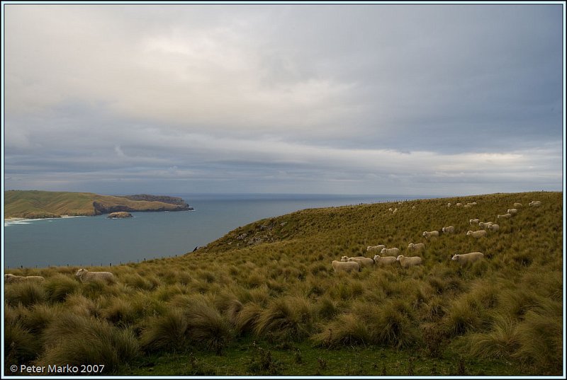 WV8X9876.jpg - Sheep farm, Otago Peninsula, New Zealand