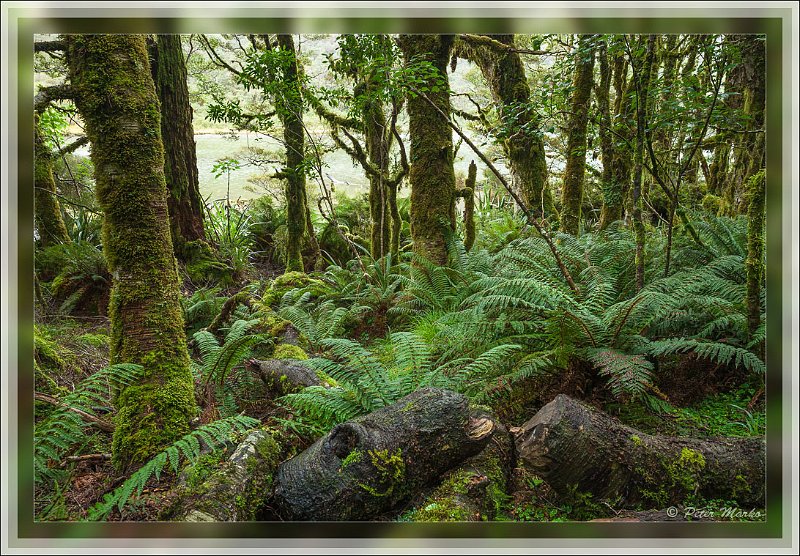 IMG_2714.jpg - Rainforest around Routburn Track. Fiordland National Park, New Zealand.