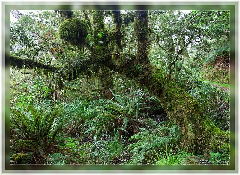 IMG_2719.jpg - Rainforest around Routburn Track. Fiordland National Park, New Zealand.