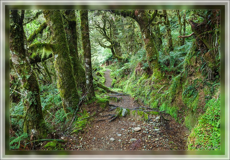 IMG_2722.jpg - Rainforest around Routburn Track. Fiordland National Park, New Zealand.