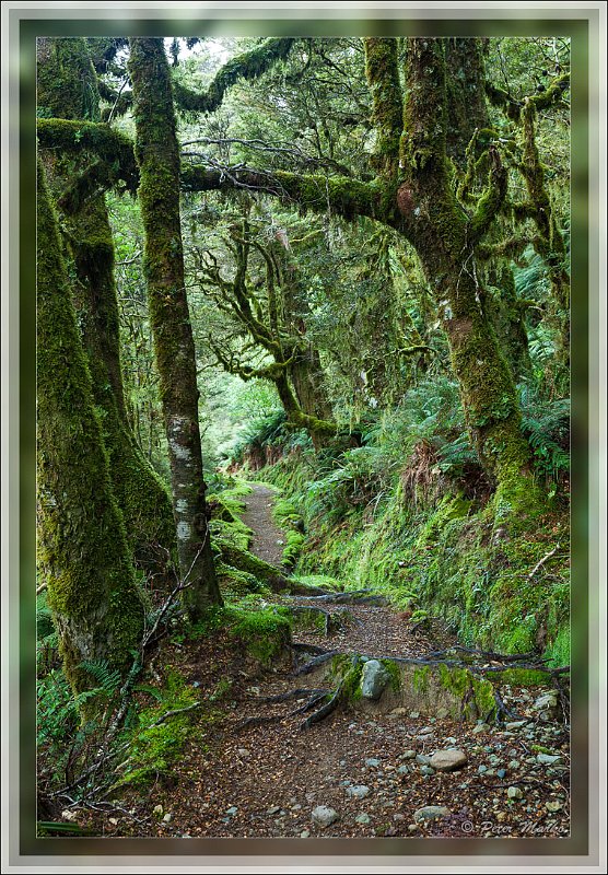 IMG_2723.jpg - Rainforest around Routburn Track. Fiordland National Park, New Zealand.