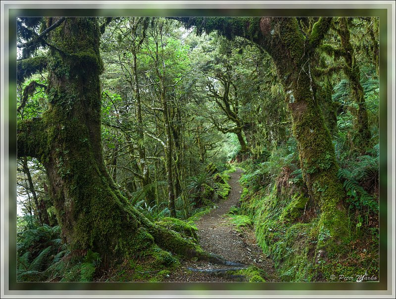 IMG_2724.jpg - Rainforest around Routburn Track. Fiordland National Park, New Zealand.