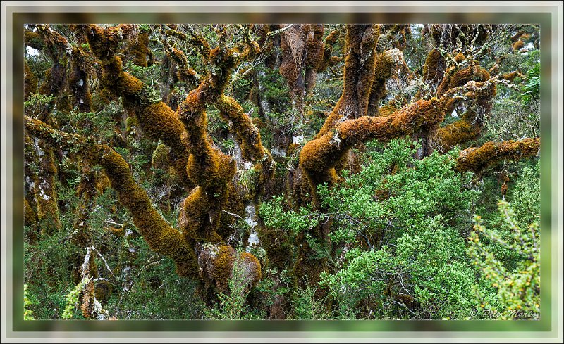 IMG_2733.jpg - Silver beech trees on Routeburn Track in Fiordland National Park, New Zealand.