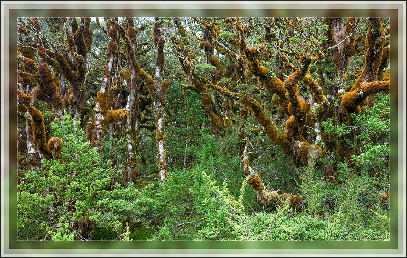 IMG_2737.jpg - Silver beech trees on Routeburn Track in Fiordland National Park, New Zealand.