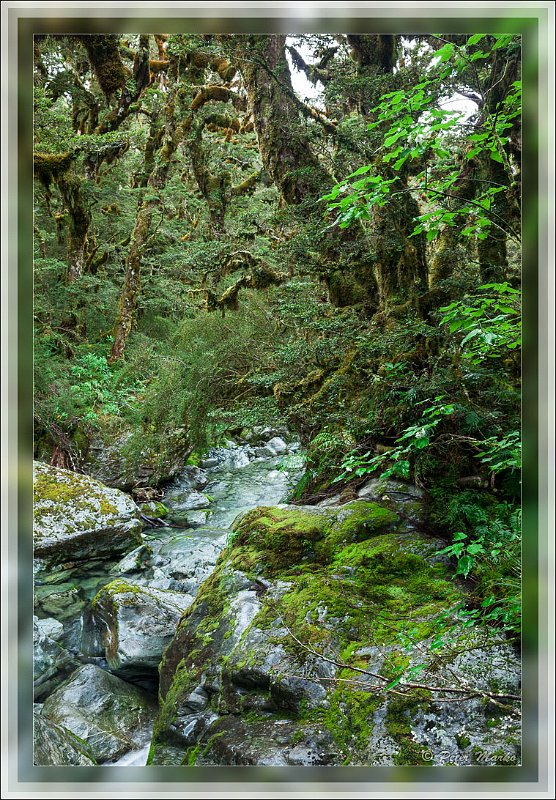 IMG_2758.jpg - Mountain stream. Routeburn Track in Fiordland National Park, New Zealand.