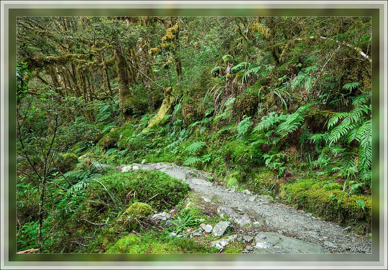 IMG_2759.jpg - Routeburn Track in Fiordland National Park, New Zealand.