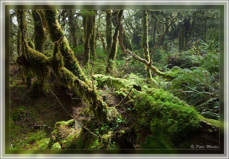 IMG_2761.jpg - Sun shining through rainforest around Routeburn Track in Fiordland National Park, New Zealand.