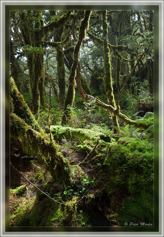 IMG_2765.jpg - Sun shining through rainforest around Routeburn Track in Fiordland National Park, New Zealand.