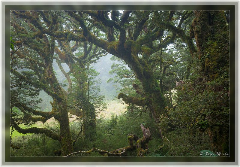 IMG_2797-2.jpg - Rainforest in fog. Routeburn Track in Fiordland National Park, New Zealand.