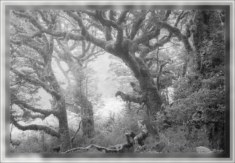 IMG_2797-3.jpg - Rainforest in fog. Routeburn Track in Fiordland National Park, New Zealand.