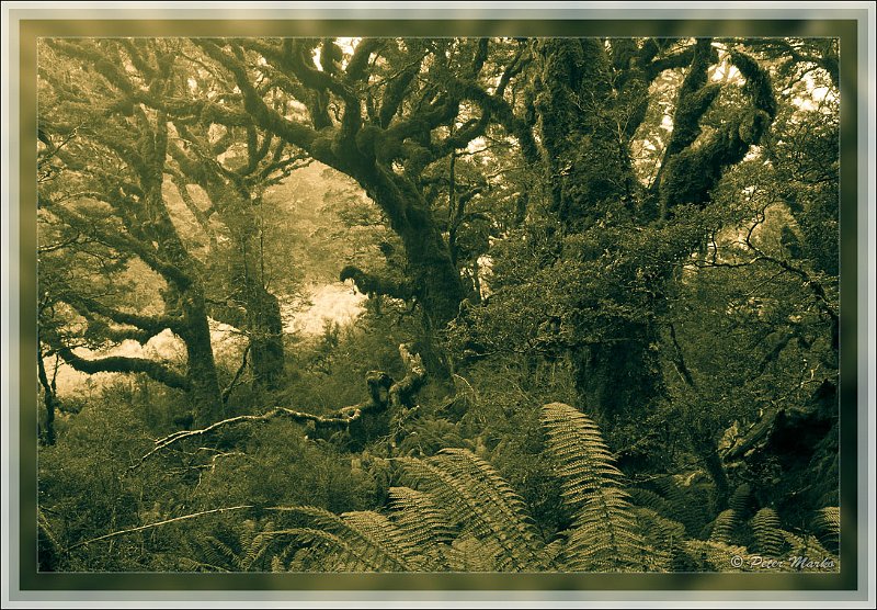 IMG_2800-2.jpg - Rainforest in fog. Routeburn Track in Fiordland National Park, New Zealand.