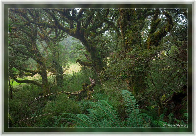 IMG_2800.jpg - Rainforest in fog. Routeburn Track in Fiordland National Park, New Zealand.